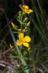 Yellow meadowbeauty